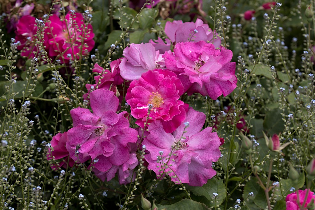 rode rozen roos rosa flora natuur bloem bloemen cultivars cultivar fleurop rosaceae tuin rozentuin valentijn valentijsdag romantiek liefde merci
